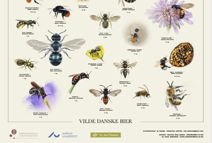 Plakat med vilde danske bier Dit Odense