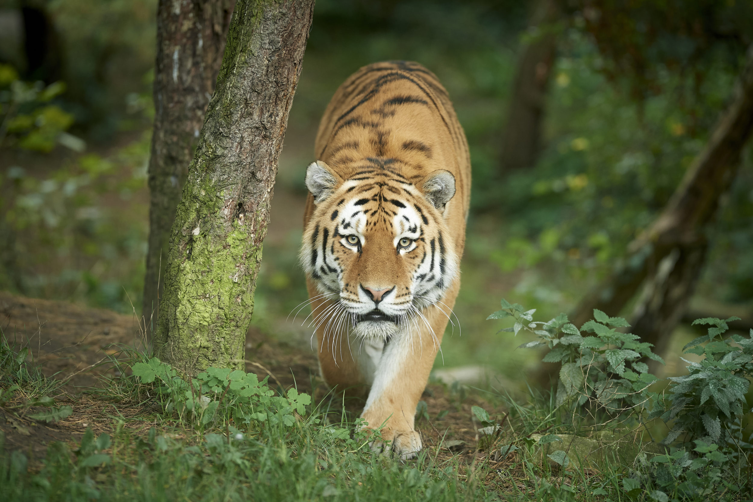 Sibirisk tiger, foto: Odense Zoo