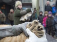 ZOO inviterer til løvedissektion