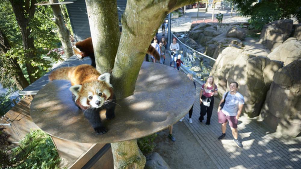 Som første zoo i Danmark: Odense ZOO udnævnt til Green Attraction