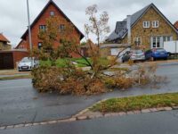 40 kommunale træer i Odense Kommune væltede i fredagens stormvejr. Foto: Odense Kommune