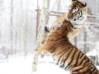 De sibiriske tigre i leg i sneen i Odense ZOO. Haven donerer nu over 150.000 kroner til deres vilde artsfæller. Pressefoto