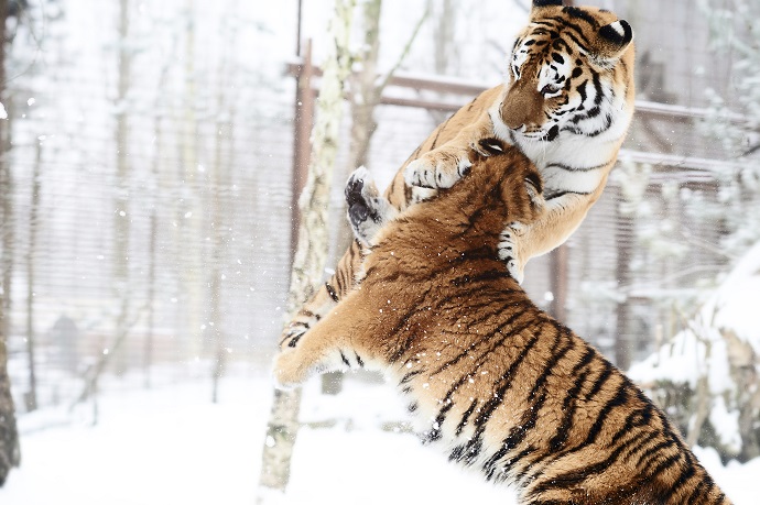Jul i ZOO giver over 150.000 kr. til vilde tigre